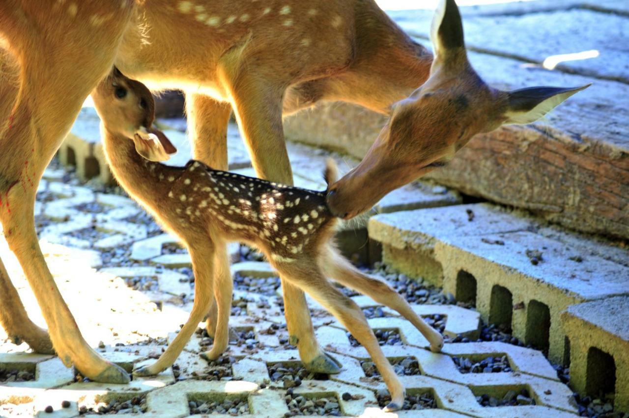 Howard Beach Resort Kenting Esterno foto Deer