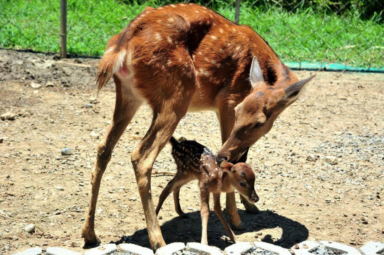 Howard Beach Resort Kenting Esterno foto A sambar deer with its fawn