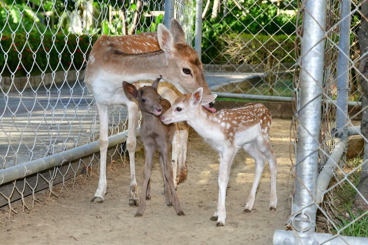 Howard Beach Resort Kenting Esterno foto Fallow deer