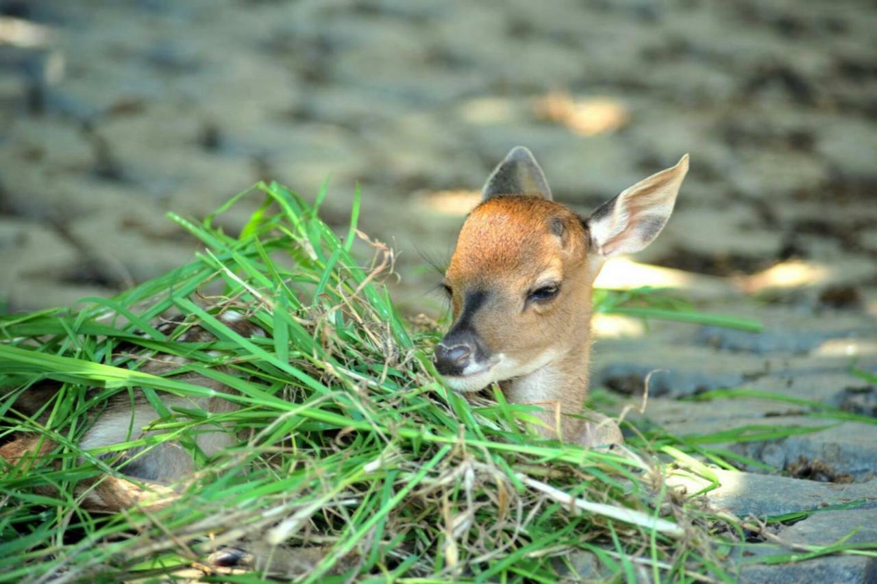 Howard Beach Resort Kenting Esterno foto A young bison